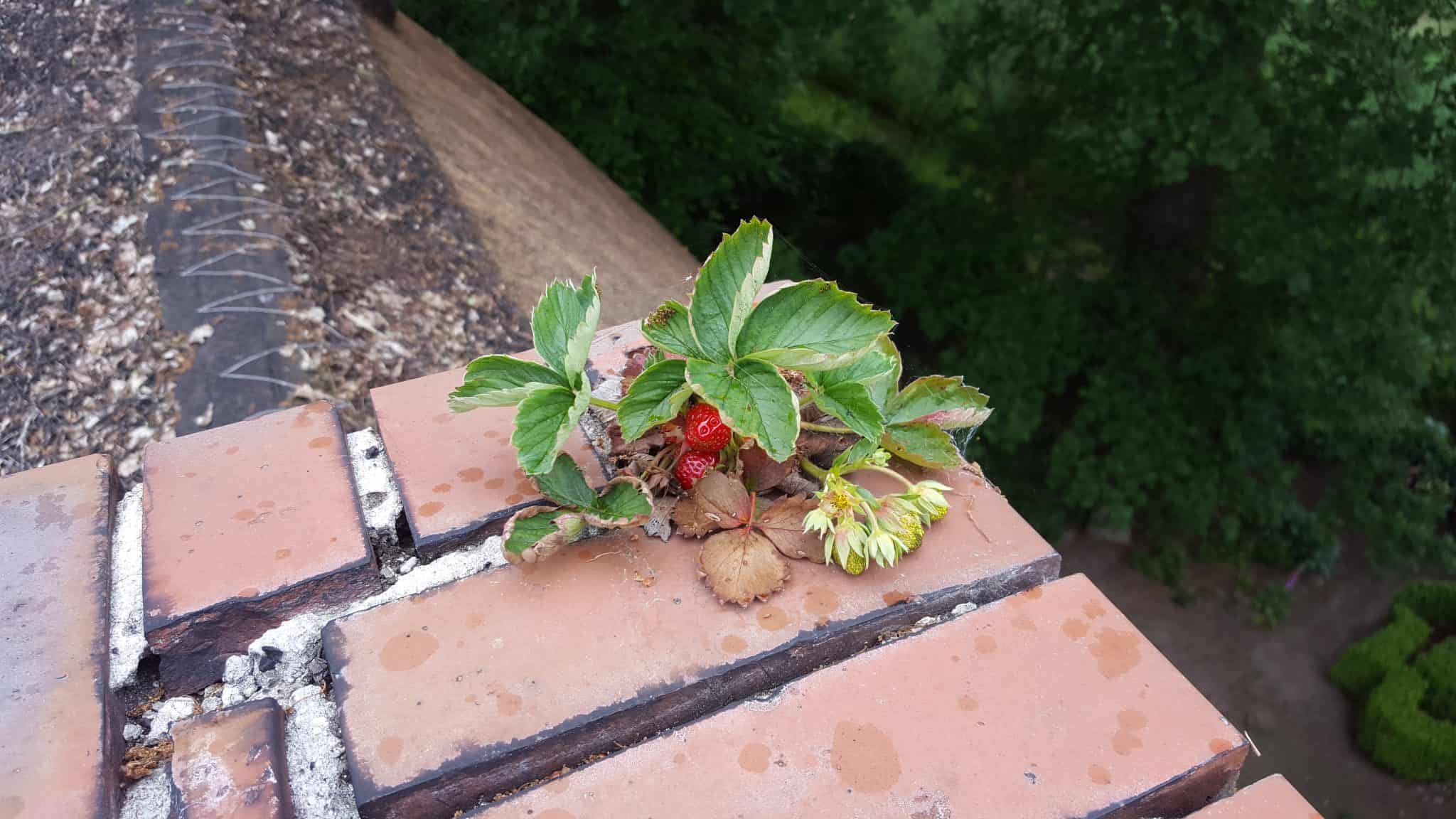 Erdbeerpflanze wächst auf Ziegeldach mit grünen Blättern und roten Früchten.