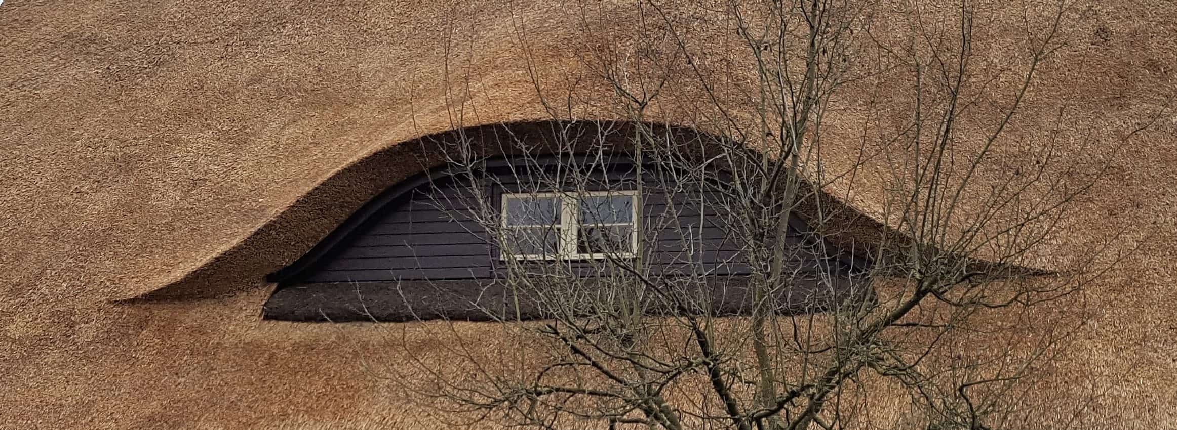 Reetdachdeckerarbeiten an einem historischen Reetdach im Kreis Steinburg.